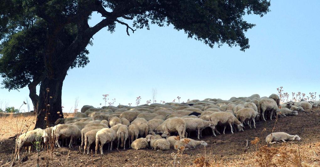 Latte, riesplode la protesta dei pastori sardi: «Siamo in ginocchio»